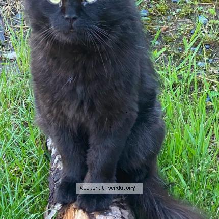 Foto 1/1 Tilou Chat perdido en Saint bruno