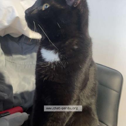 Foto 1/1 Gato encontrado Encontrado en Roubaix