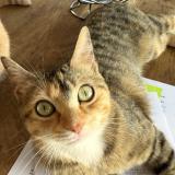 Foto del gato perdido en Cagnes Sur Mer