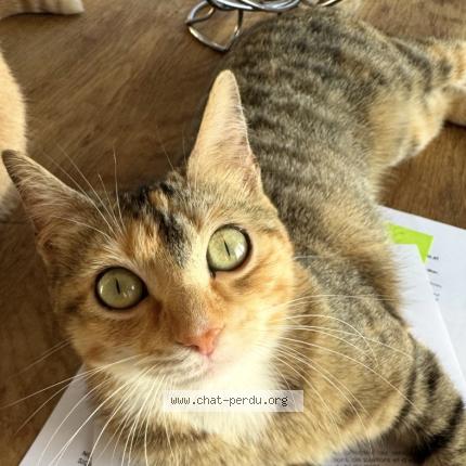 Foto 1/1 Boulette Chat perdido en Cagnes sur mer