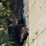 Foto del gato perdido en Cormelles Leroyal