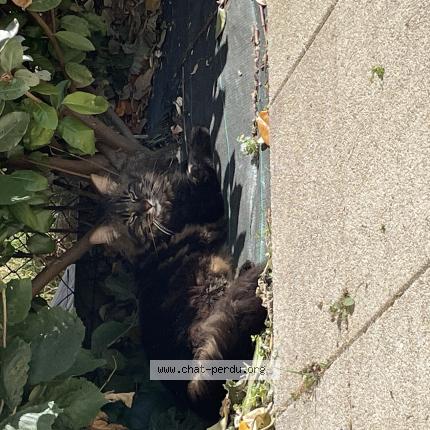 Foto 1/1 Calypso Chat perdido en Cormelles leroyal