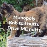 Foto del gato perdido en Roseburg