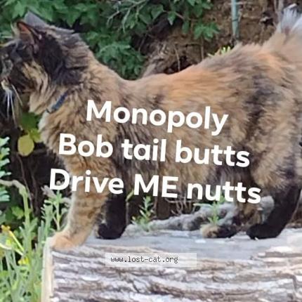 Foto 1/1 Monopoly Chat perdido en Roseburg