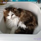 Foto del gato perdido en Saint Chamond