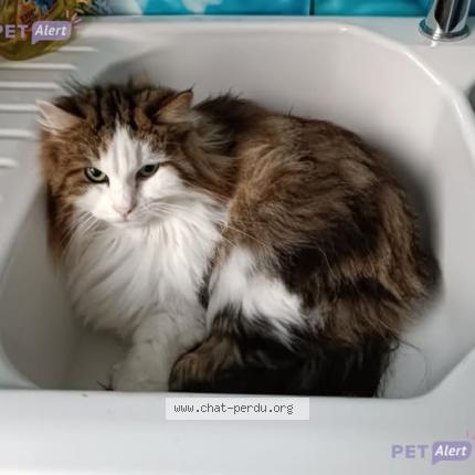 Foto 1/1 Touffu Chat perdido en Saint chamond