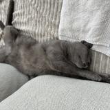 Foto del gato perdido en Dilbeek