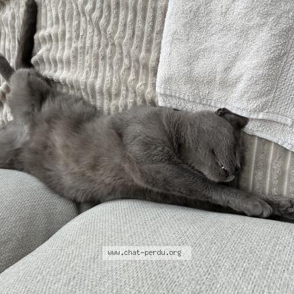 Foto 1/1 Crevette Chat perdido en Dilbeek