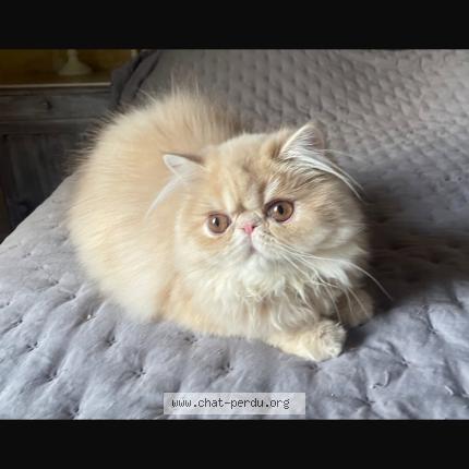 Foto 1/1 Aitana Chat perdido en Faleyras