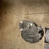 Foto de gato encontrado en Maisons Laffitte