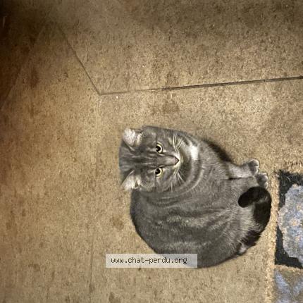 Foto 1/1 Gato encontrado Encontrado en Maisons laffitte