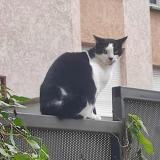 Foto del gato perdido en Decines Charpieu