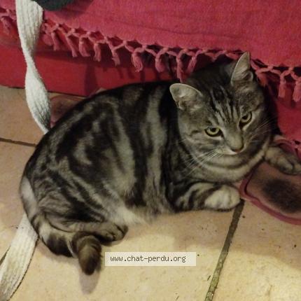 Foto 1/1 Minouche Chat perdido en Loudun