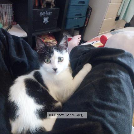 Foto 1/1 Bolognaise Chat perdido en Lamballe maroue