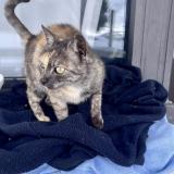 Foto de gato encontrado en Les Menuires