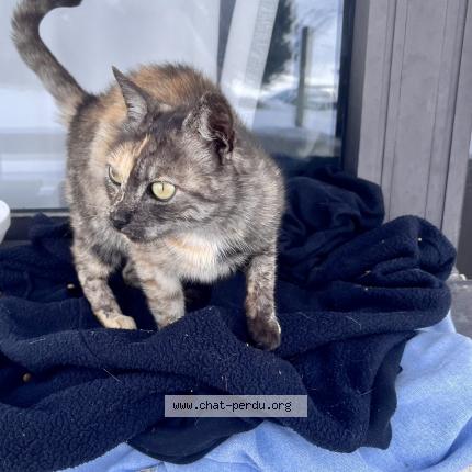 Foto 1/1 Gato encontrado Encontrado en Les menuires