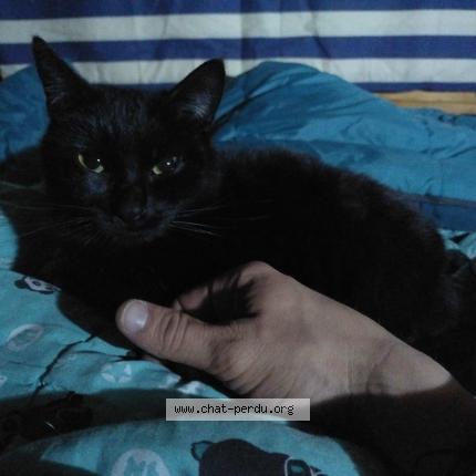 Foto 1/1 Kroute Chat perdido en Arras