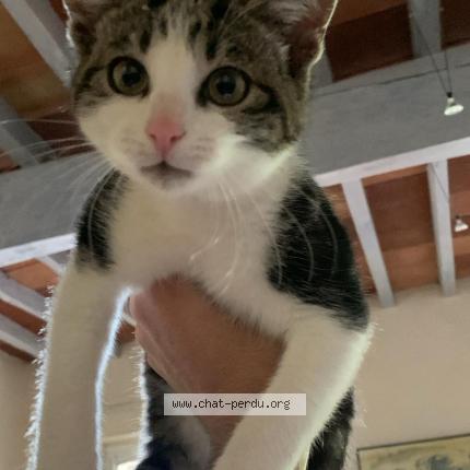 Foto 1/1 moshy Chat perdido en Corbarieu