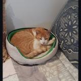 Foto del gato perdido en Bagard