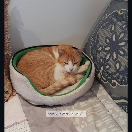 Foto 1/1 Pas de nom Chat perdido en Bagard