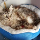 Foto del gato perdido en Jacou