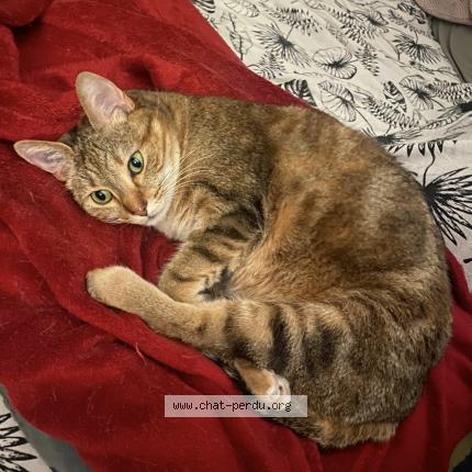 Foto 1/1 chachou Chat perdido en Deuil la barre