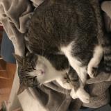 Foto del gato perdido en Clermont Ferrand