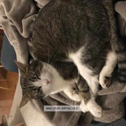 Foto 1/1 Neige Chat perdido en Clermont ferrand