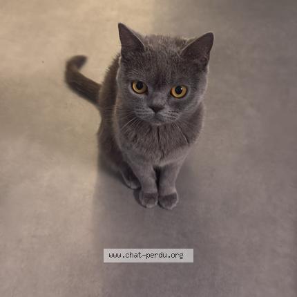 Foto 1/1 Louna Chat perdido en Franconville la garenne