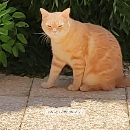 Foto 1/1 Bouby Chat perdido en Blagnac