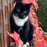 Foto del gato perdido en Thal Marmoutier