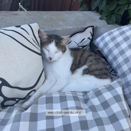 Foto 1/1 Charlie Chat perdido en Saint ismier