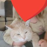 Foto del gato perdido en Leers