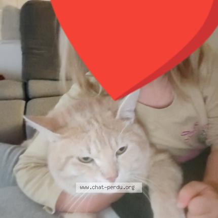 Foto 1/1 Filou Chat perdido en Leers