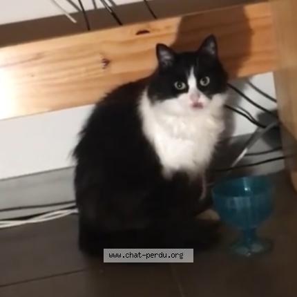 Foto 1/1 ELLE EN AVAIT PAS Chat perdido en Vence