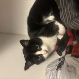 Foto del gato perdido en Questembert