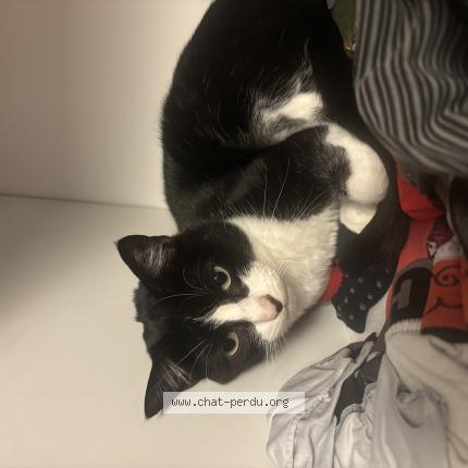 Foto 1/1 Loki Chat perdido en Questembert