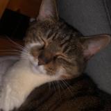 Foto del gato perdido en Neuilly Sur Marne