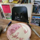 Foto del gato perdido en Angers