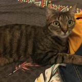 Foto del gato perdido en Fontaine Saint Martin