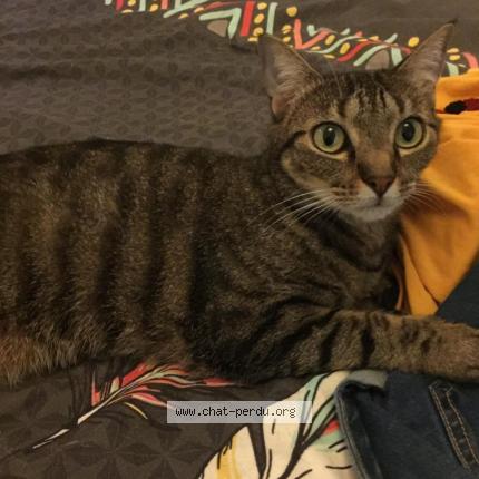 Foto 1/1 LOLA Chat perdido en Fontaine saint martin