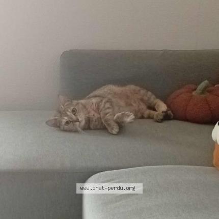 Foto 1/1 Dido Chat perdido en Herouville st clair