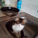 Foto del gato perdido en Salbris