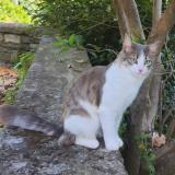 Foto del gato perdido en Ville Di Pietrabugno