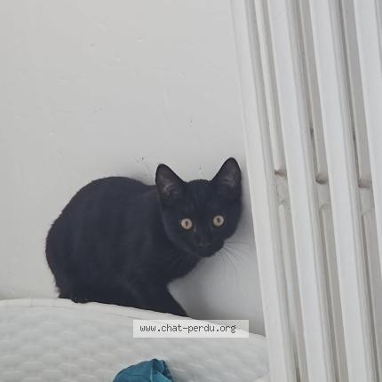 Foto 1/1 Zola Chat perdido en Bihorel