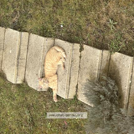 Foto 1/1 Moulay Chat perdido en Saint jean le priche macon