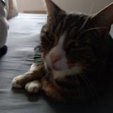 Foto del gato perdido en Mosnes