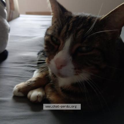 Foto 1/1 Tsuki Chat perdido en Mosnes