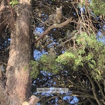 Foto 1/1 Martin Prescillia Chat perdido en Arzens