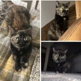 Foto del gato perdido en Segonzac